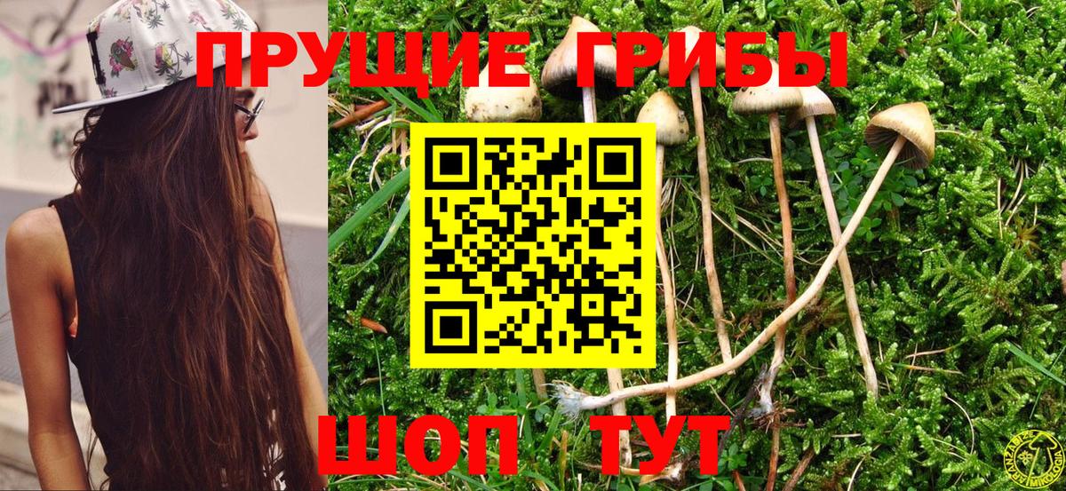 Псилоцибиновые грибы Cubensis Кировск